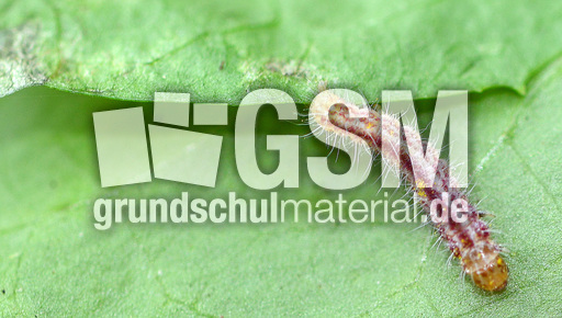 Schmetterlingsraupe (11).jpg